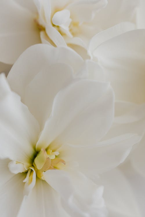 有关優雅 宏觀 微妙 漂亮 特写 白色背景 简单的壁纸 简单的背景 簡單 純度 綻放 綻放的花朵 美女 美麗的花朵 花 花卉背景 花瓣 開花的免费素材图片