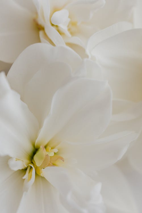 Close Up of a Flower