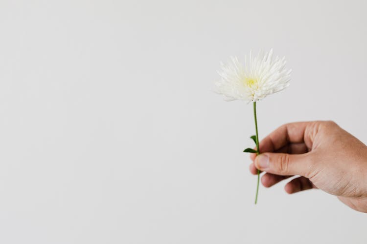 Crop Florist With White Mum Flower