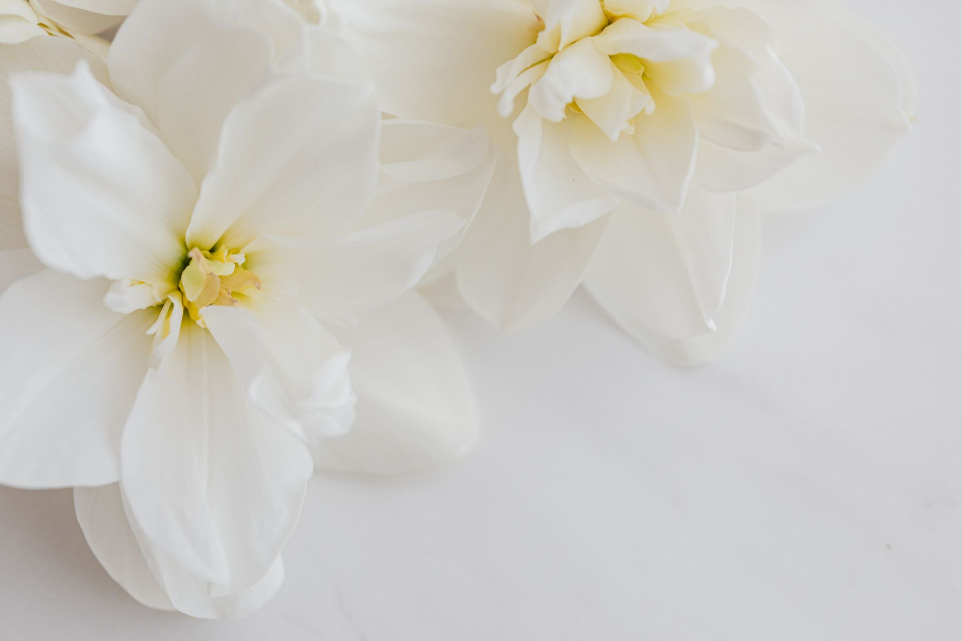 Close-up of elegant white flowers with soft petals showcasing purity and delicate beauty.