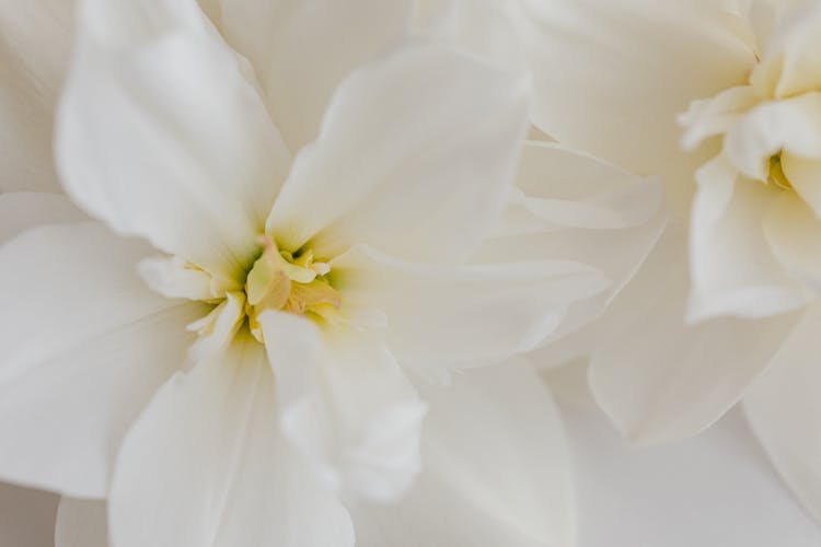 Closeup Of White Narcissus Flowers On White Background