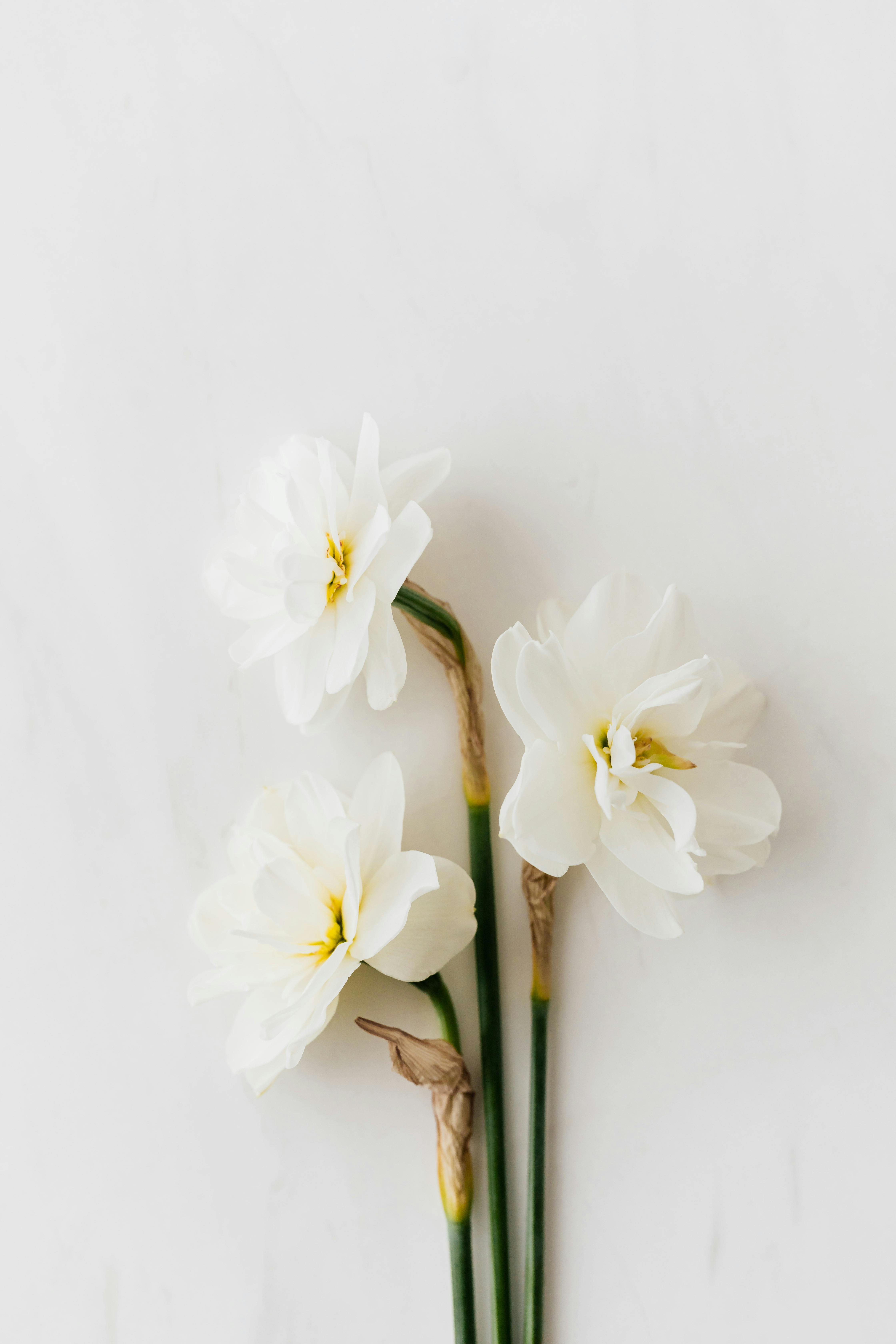 white daffodil flower