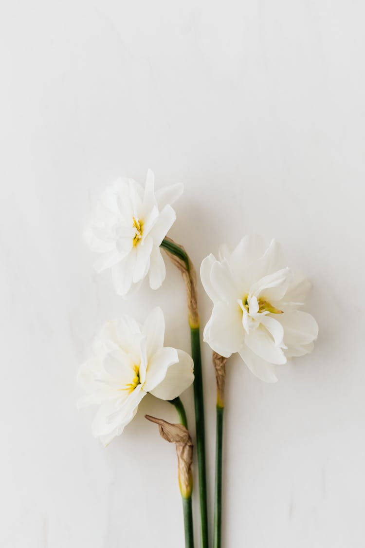 Fresh White Daffodils On White Background