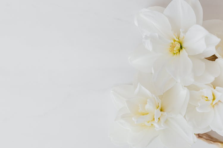 White Flowers On White Surface