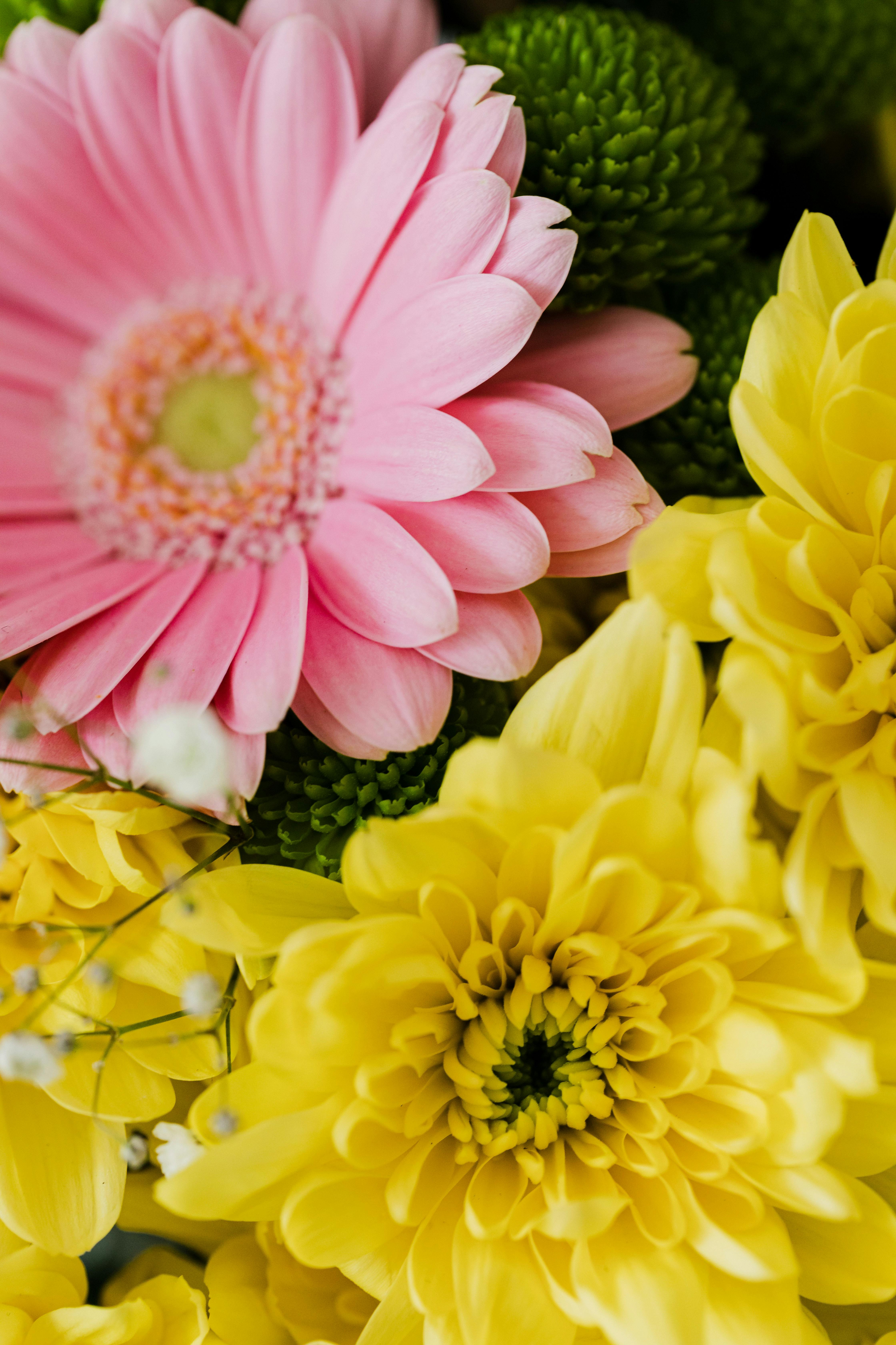 pink gerbera and yellow and green chrysanths arranged in bouquet