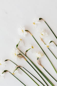 从大理石表面俯视，精致的白色水仙花呈现出宁静的花卉构图