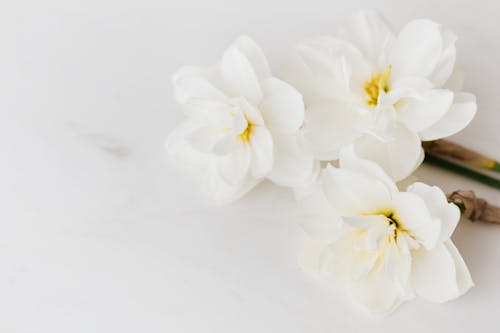 From above of freshly plucked fragrant white narcissi placed on clean white marble table