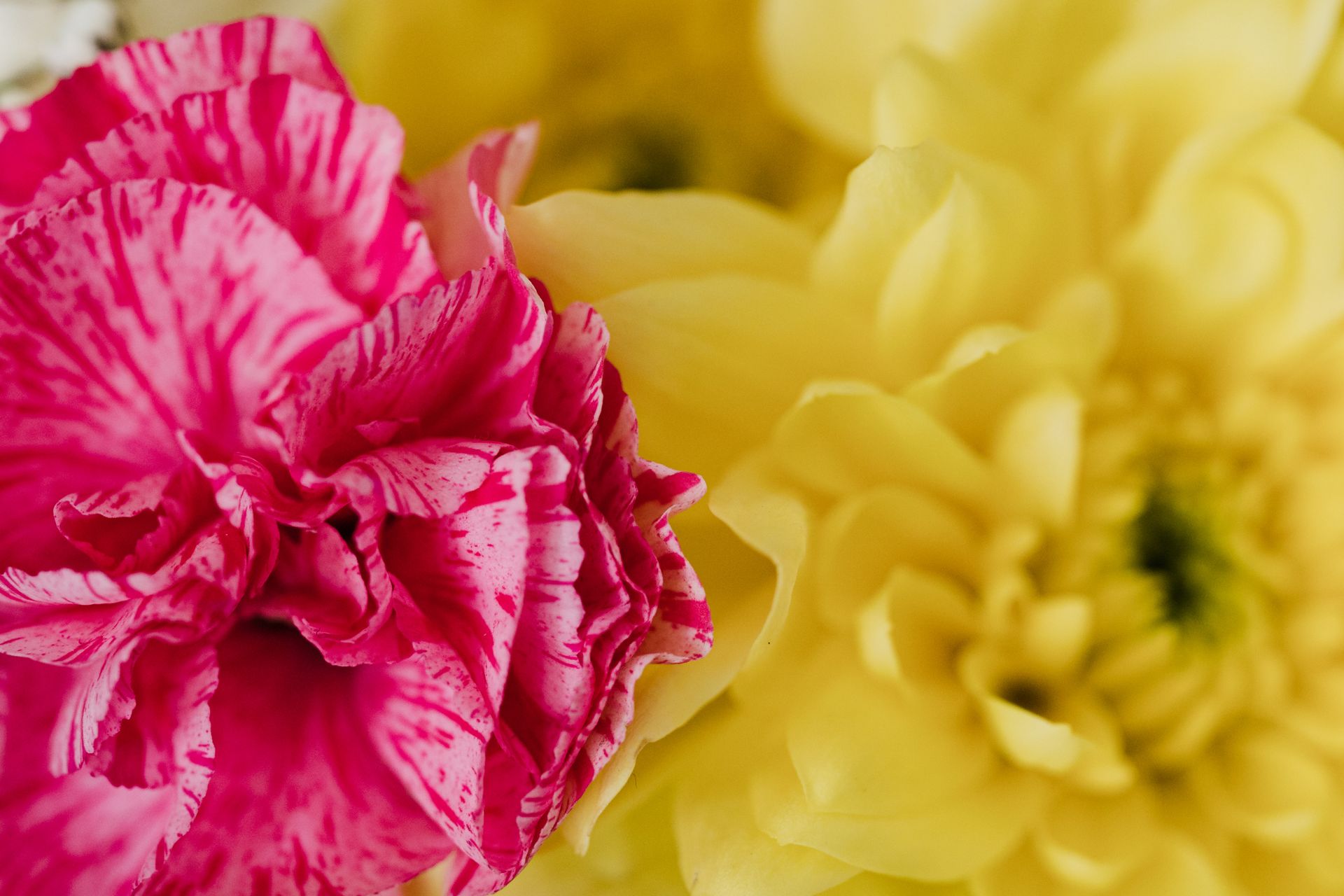 Detailed close-up of a vibrant pink carnation and yellow chrysanthemum showcasing elegance and beauty.
