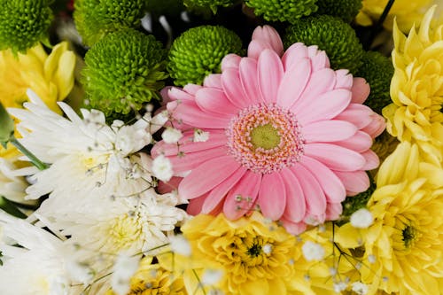 From above of pink gerbera and chrysanthemums of different colors arranged in elegant romantic bouquet accompanied with tender gypsophila