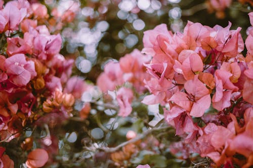 Thin branches of tree blooming with pink flowers on spring day in garden