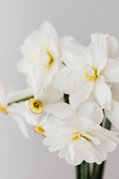 Delicate white narcissus flowers on white background