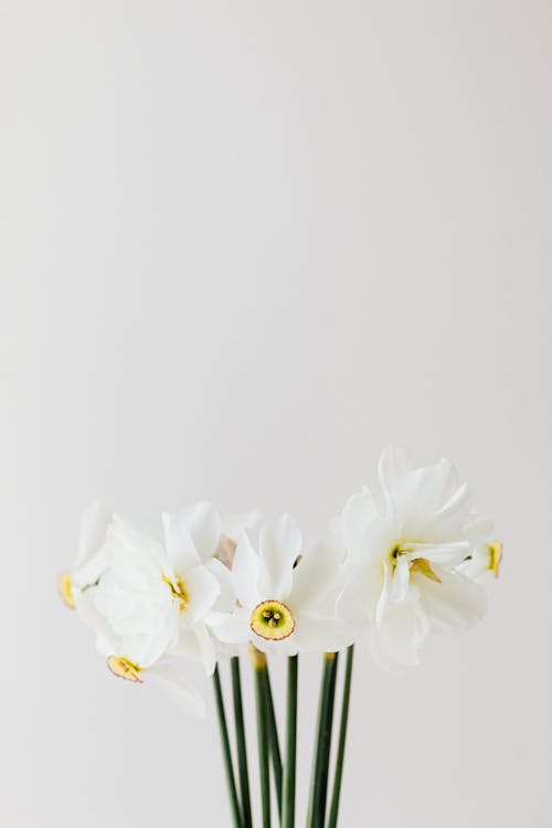 Free White Flowers on White Background Stock Photo