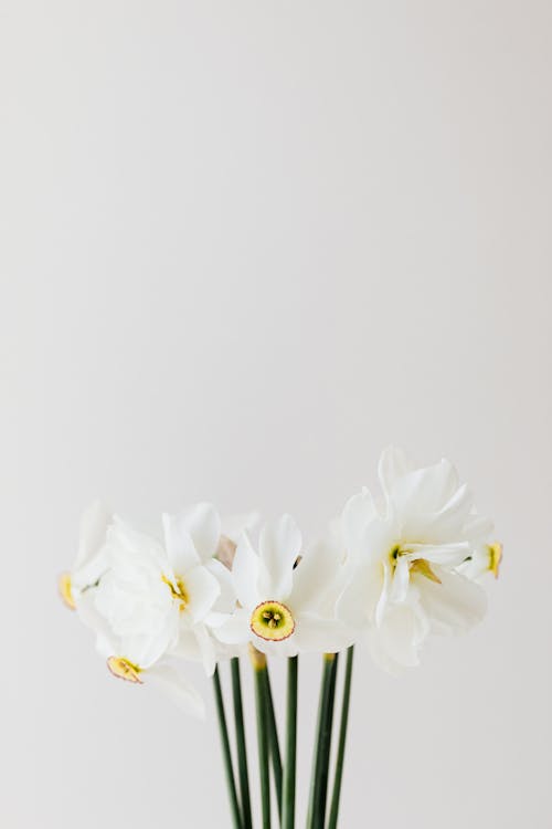 White Flowers on White Background