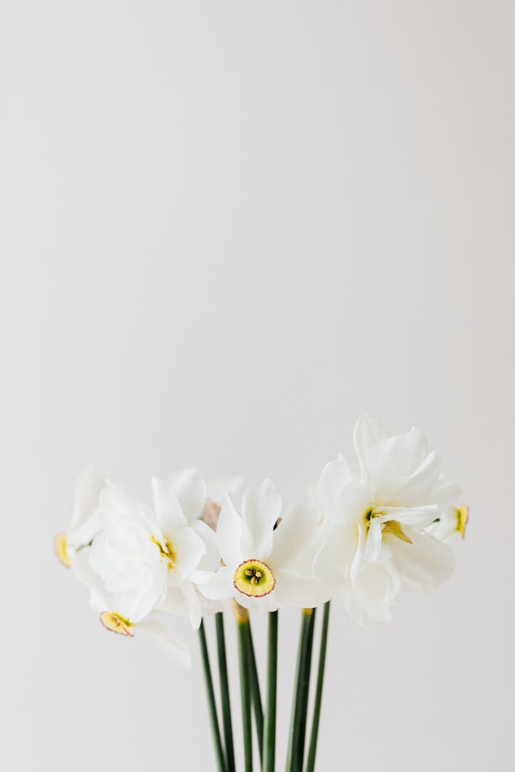 White Flowers On White Background