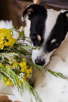 从上面看，可爱的黑白混色狗站在点缀着黄色野花的草地上