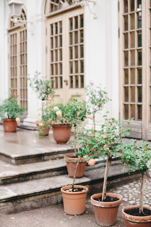 A Growing Green Plants on a Clay Pots