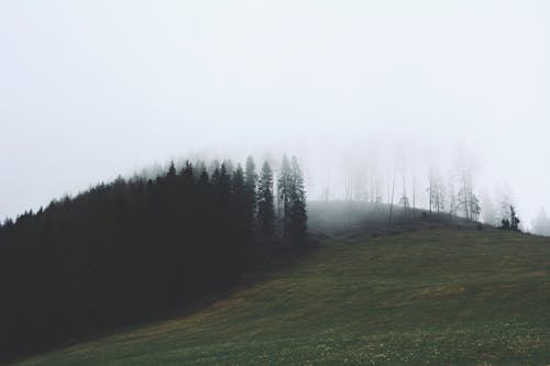 Foto profissional grátis de árvores, campo de grama, colina