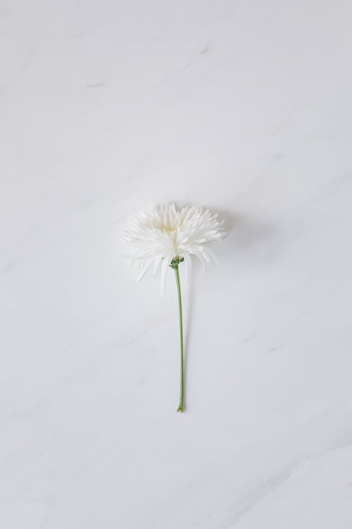 Copyspace 大理石背景 微妙 最小 白色 白色壁紙 白色的花 白色背景 簡單 簡單的壁紙 簡單的背景 脆弱性 花 蒲公英的免費圖庫相片