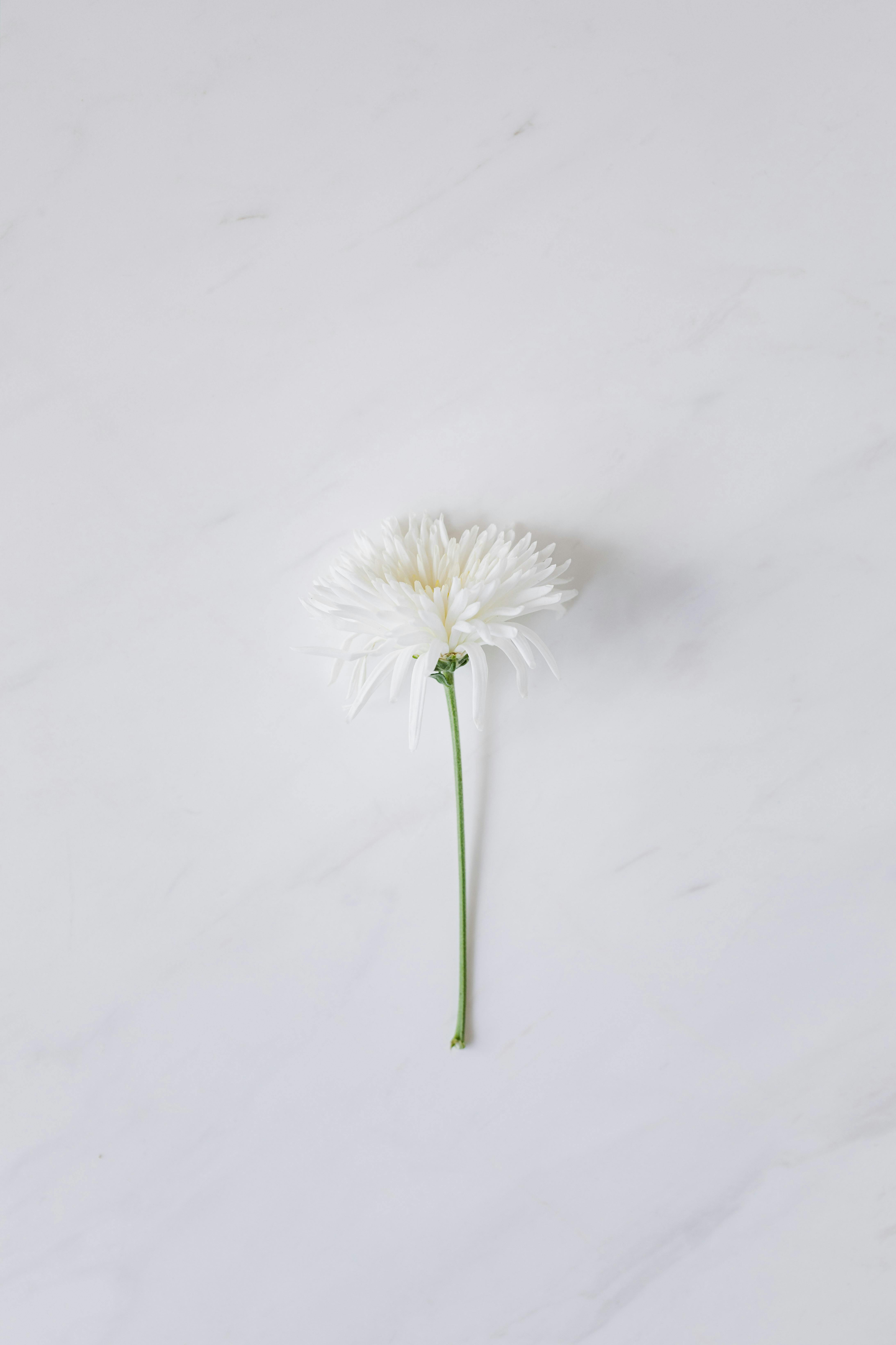 White Flower on a White Background · Free Stock Photo