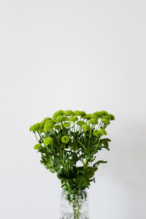 Bouquet of green chrysanthemum flowers in stylish glass vase on white background in soft daylight