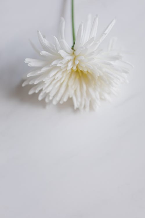 Delicate white mum flower on white table