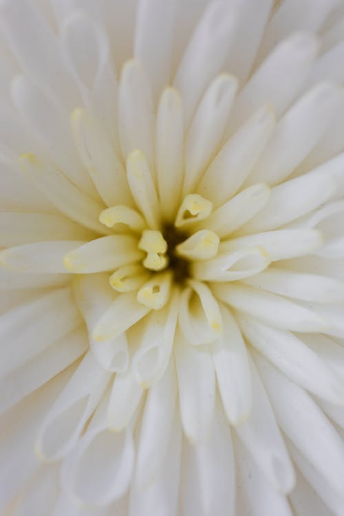 Flower with white and yellow petals
