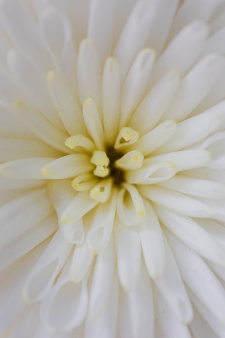 Flower With White And Yellow Petals