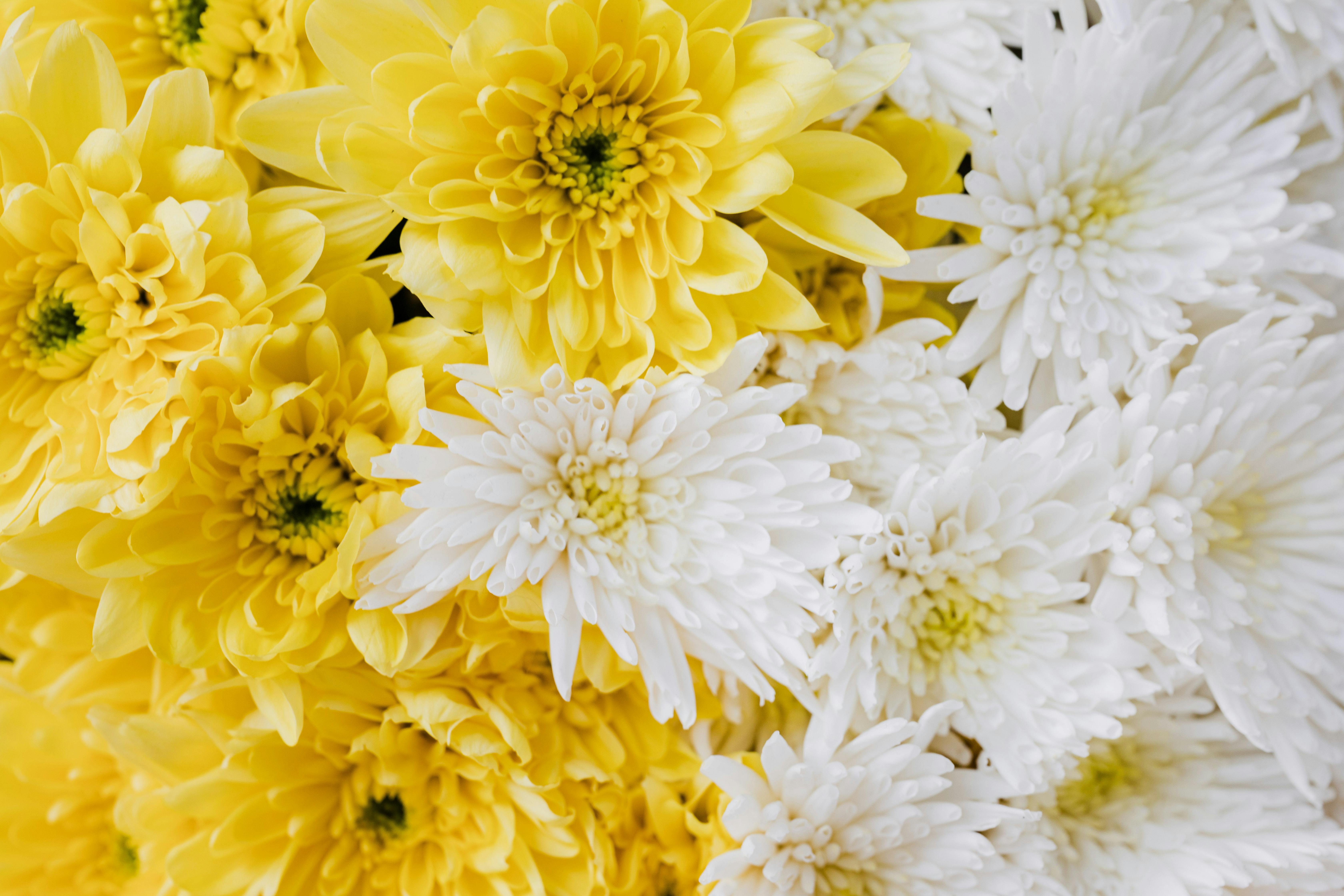 White and Yellow Flowers · Free Stock Photo