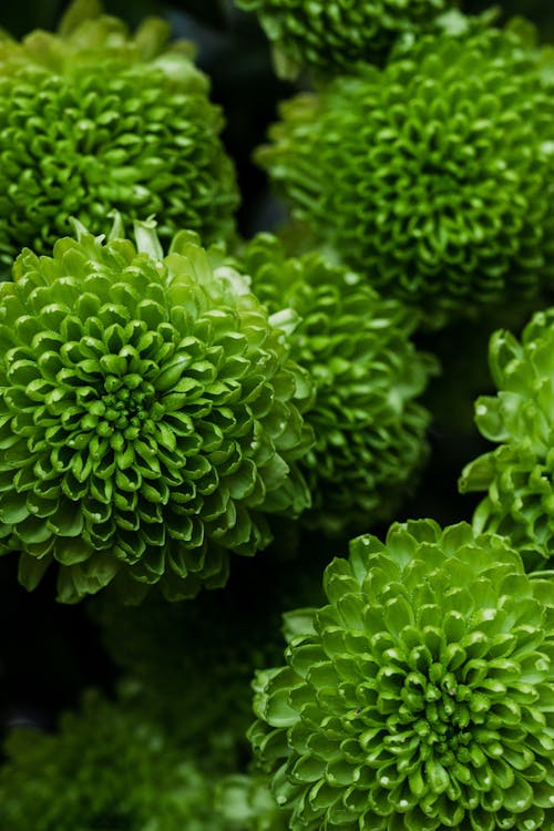 Close Up of Green Flowers
