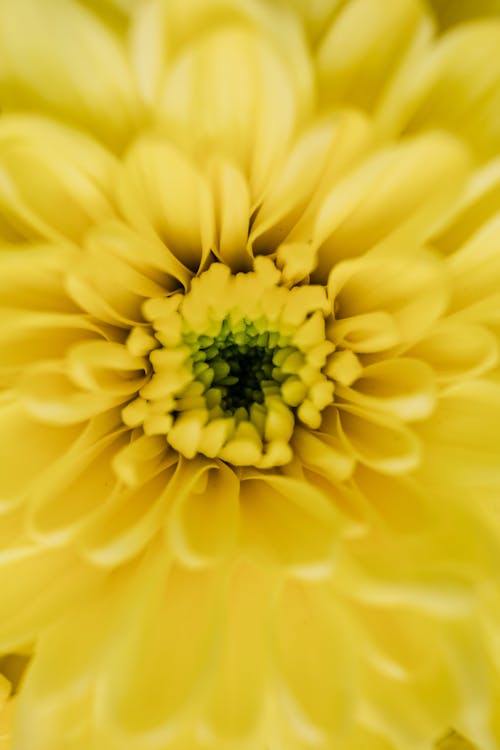 Macro Photo of a Yellow Flower