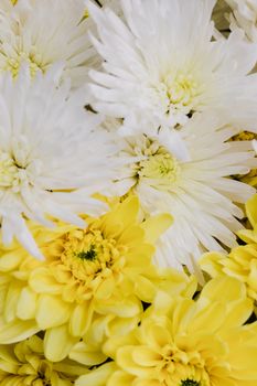 白色和黄色的菊花盛开，充满活力，展现自然之美