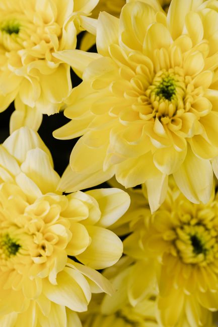 Close-up of vibrant yellow chrysanthemums highlighting their beauty and texture.