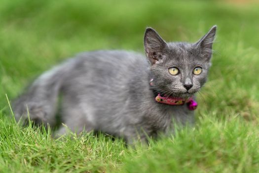 Adorable gray kitten with collar lying on lush green grass, showcasing vivid eyes and curious expression.