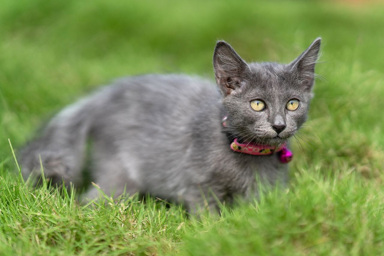adorable gray kitten with collar lying on lush green grass showcasing