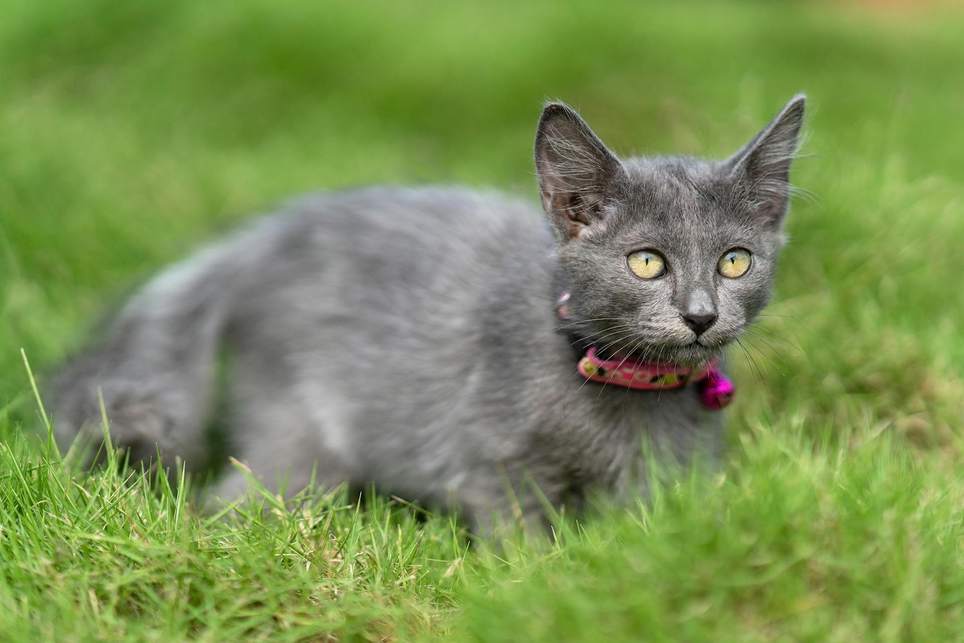 Cute Grey Cat with Red Collar Lying on Green Grass