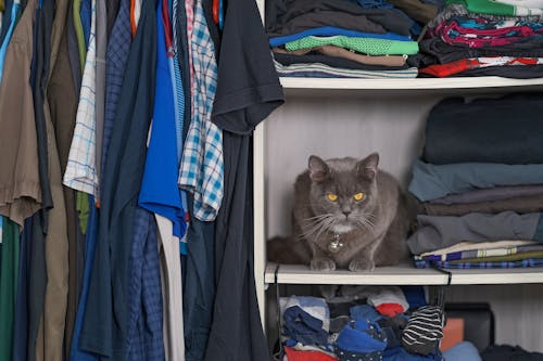 Безкоштовне стокове фото на тему «Британська короткошерста, кішка, одяг»