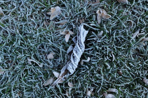 Gratis lagerfoto af frost, lav temperatur, natur