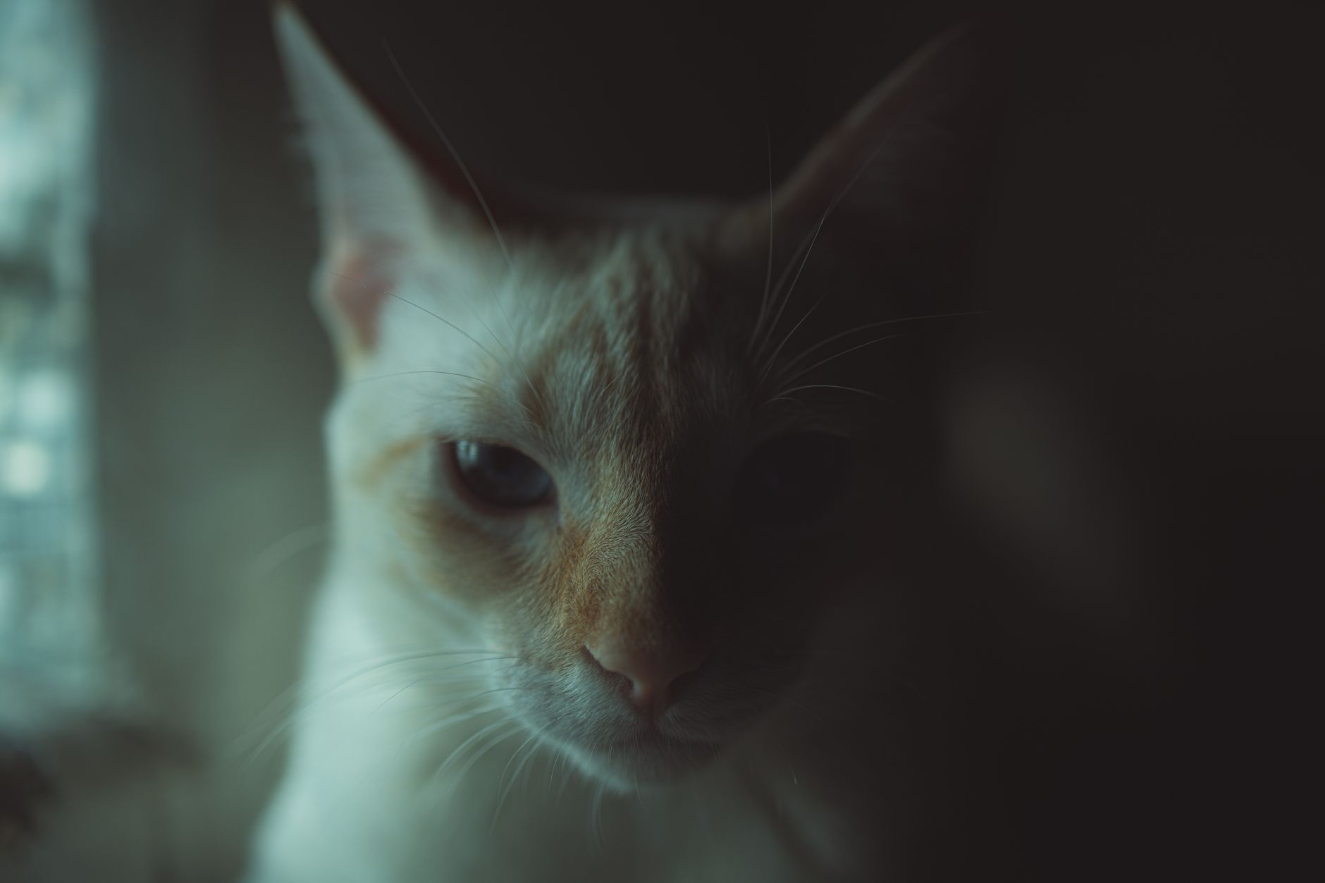 Portrait of a cat at a veterinary clinic