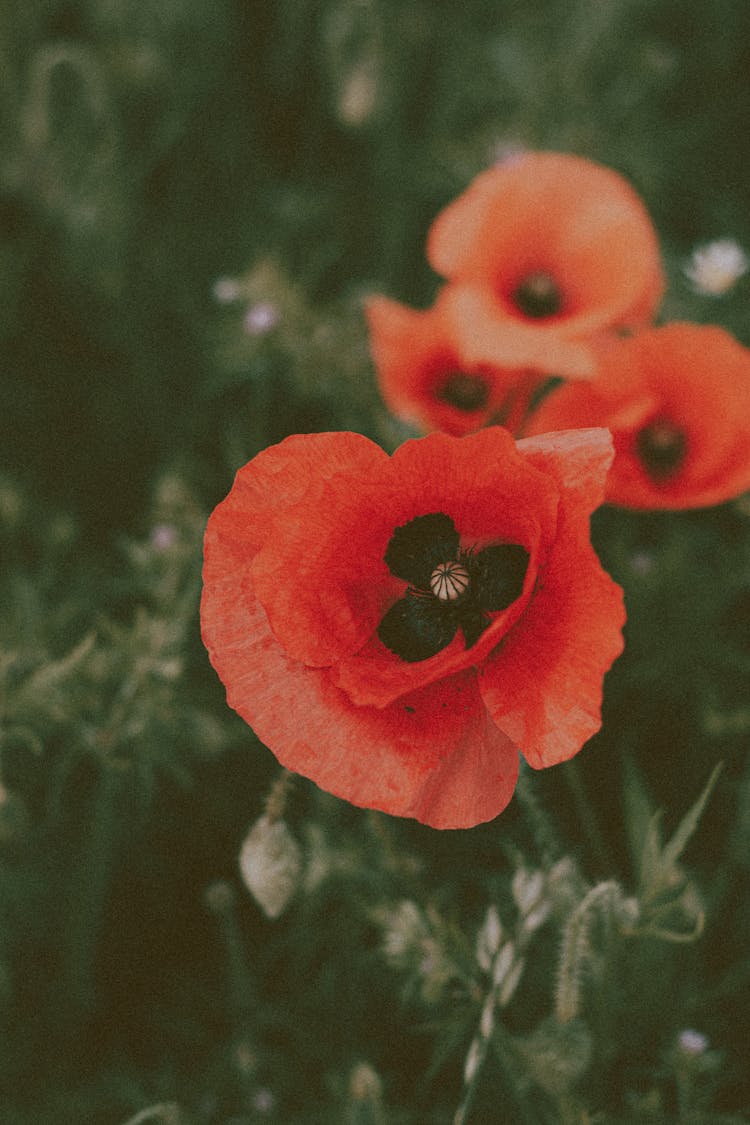 Red Poppy Flowers In Field