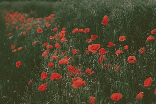 Red poppy flowers growing in dark green grass of meadow in summer in countryside