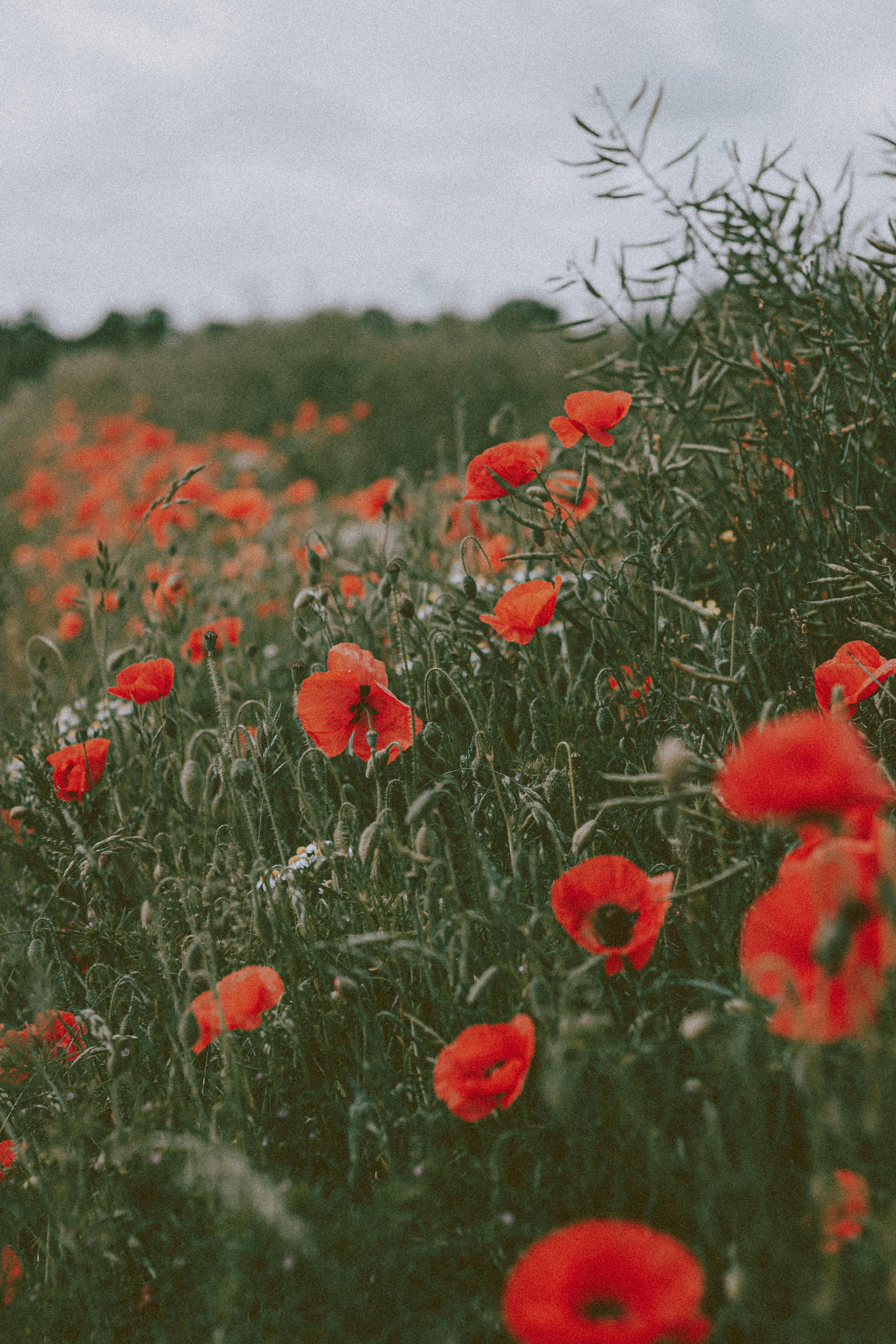 Red poppy flowers growing in dark grass in meadow against overcast sky in nature