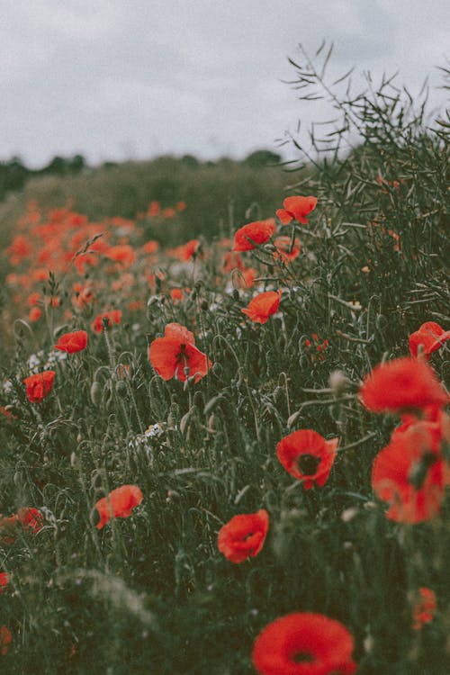 Gratis lagerfoto af aroma, bane, blomst