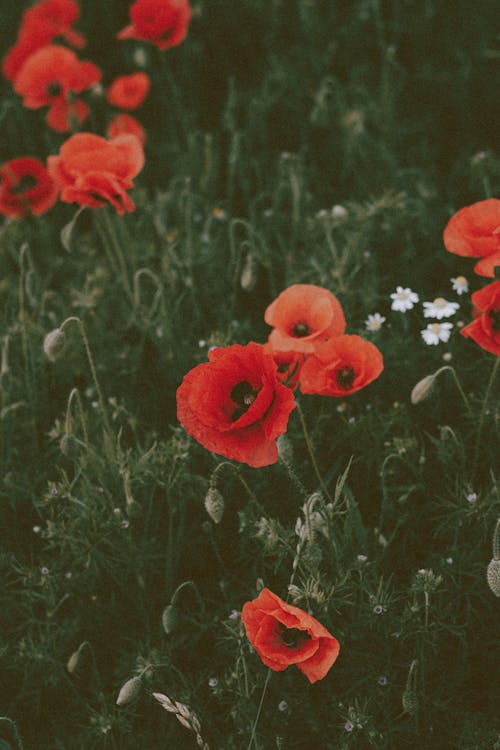 From above red poppy flowers growing on dark grass on summer day in field