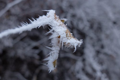 Gratis arkivbilde med frost, lav temperatur, natur