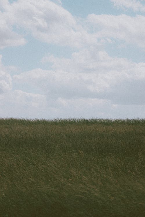 Grassy meadow against cloudy sky