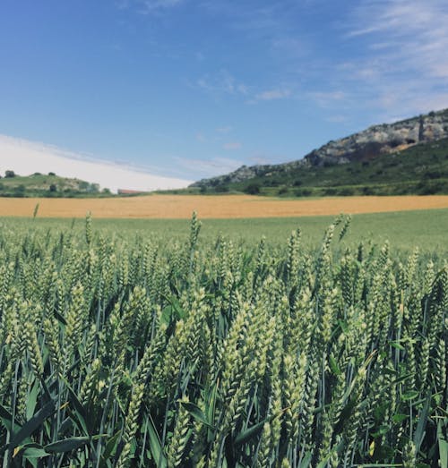 Бесплатное стоковое фото с красота природы, кукуруза, сельская местность