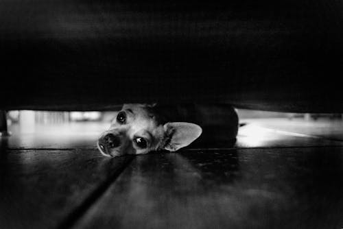 Grayscale Photo of a Dog Lying on Floor