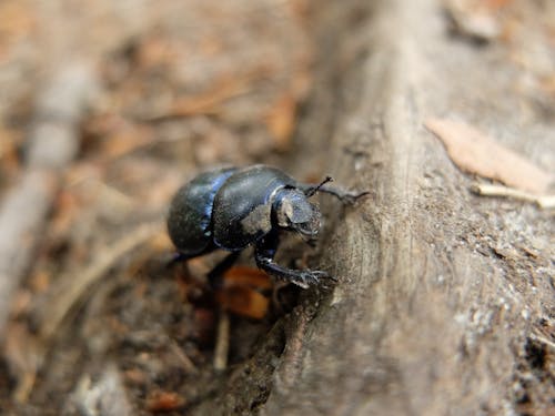 Free stock photo of anoplotrupes stercorosus, bug, forest