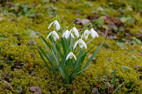 無料 緑の葉と白い花 写真素材