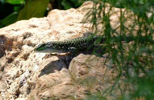 Foto profissional grátis de lagarto, pedra